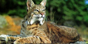 Bobcat