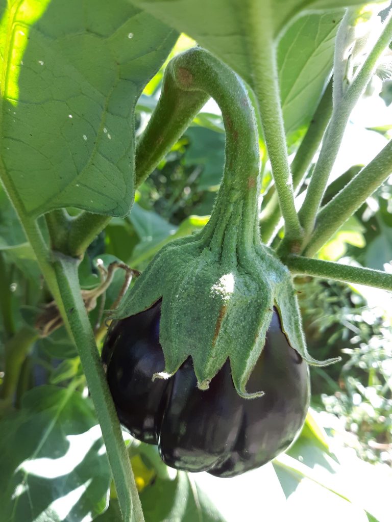 Eggplant