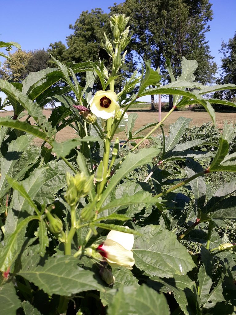 Okra