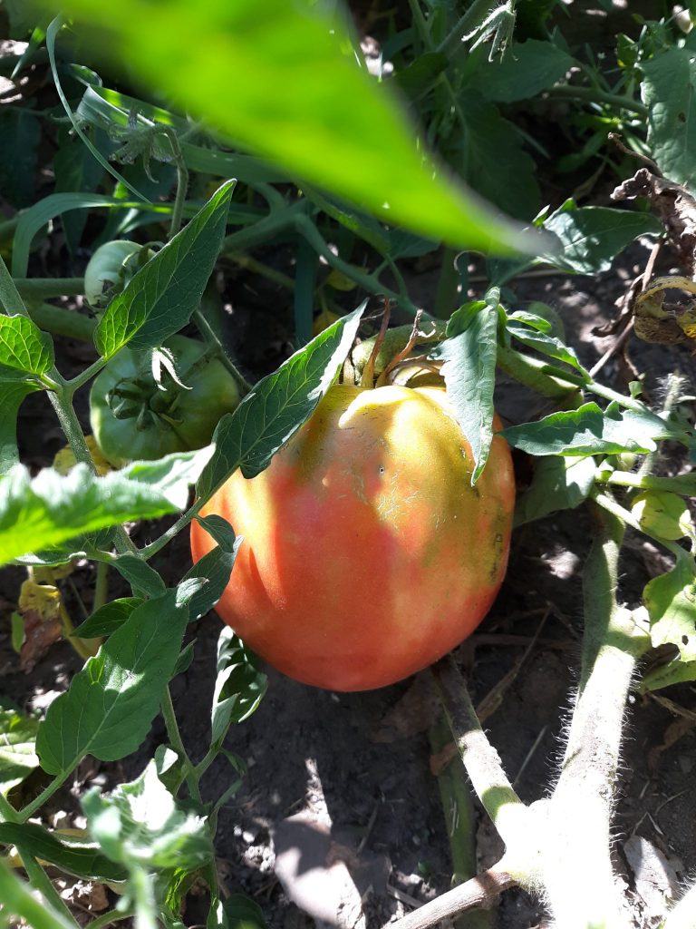 Oxheart Tomato
