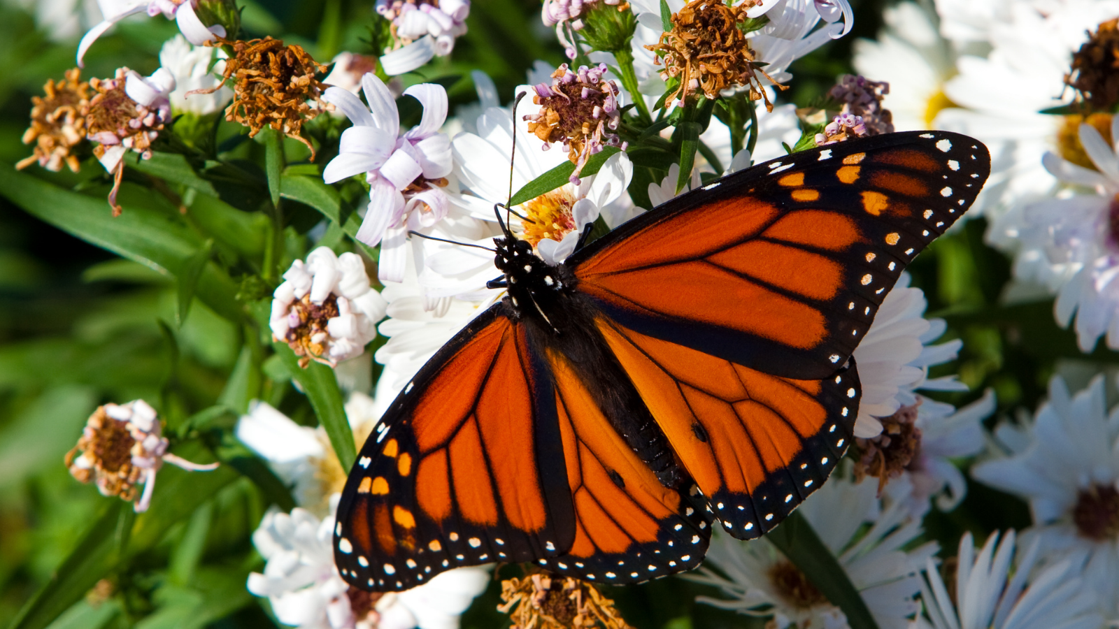The Monarch Butterfly's Path to Federal Protection