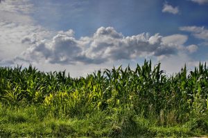 cornfield, crop, agriculture-7499326.jpg