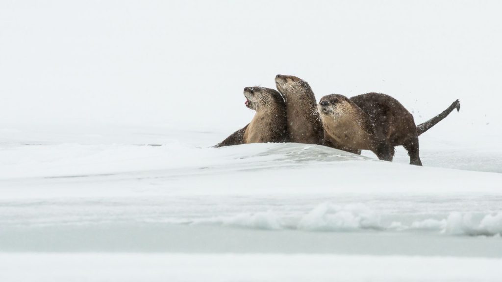 Three river otters play in the snow next to a river