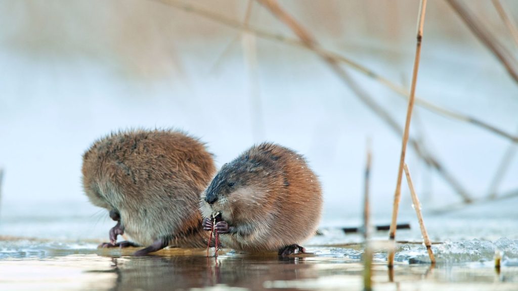 Two muskrats sit in a wetland eating wetland plants.