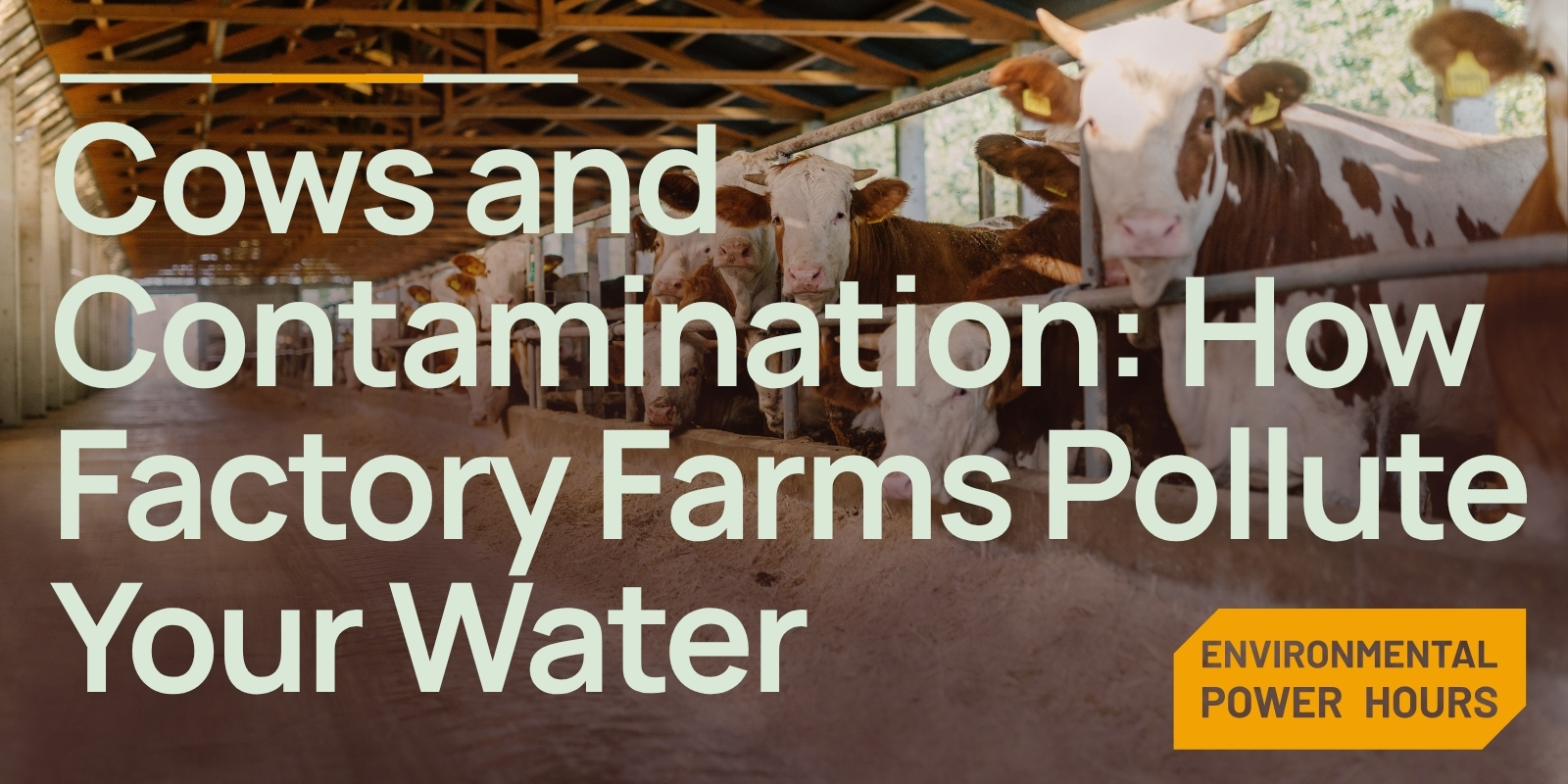 Cows and Contamination: How Factory Farms Pollute Your Water