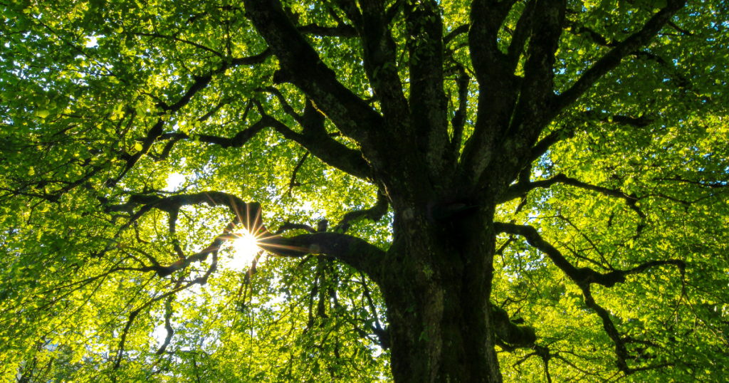 Sunlight going through tree branches.