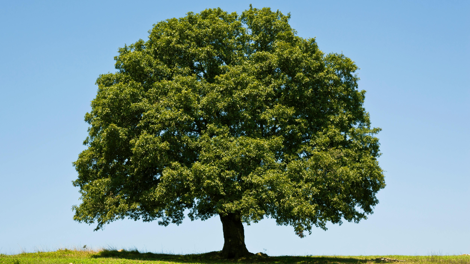 A tree sits in a field of grass. Blue sky behind.