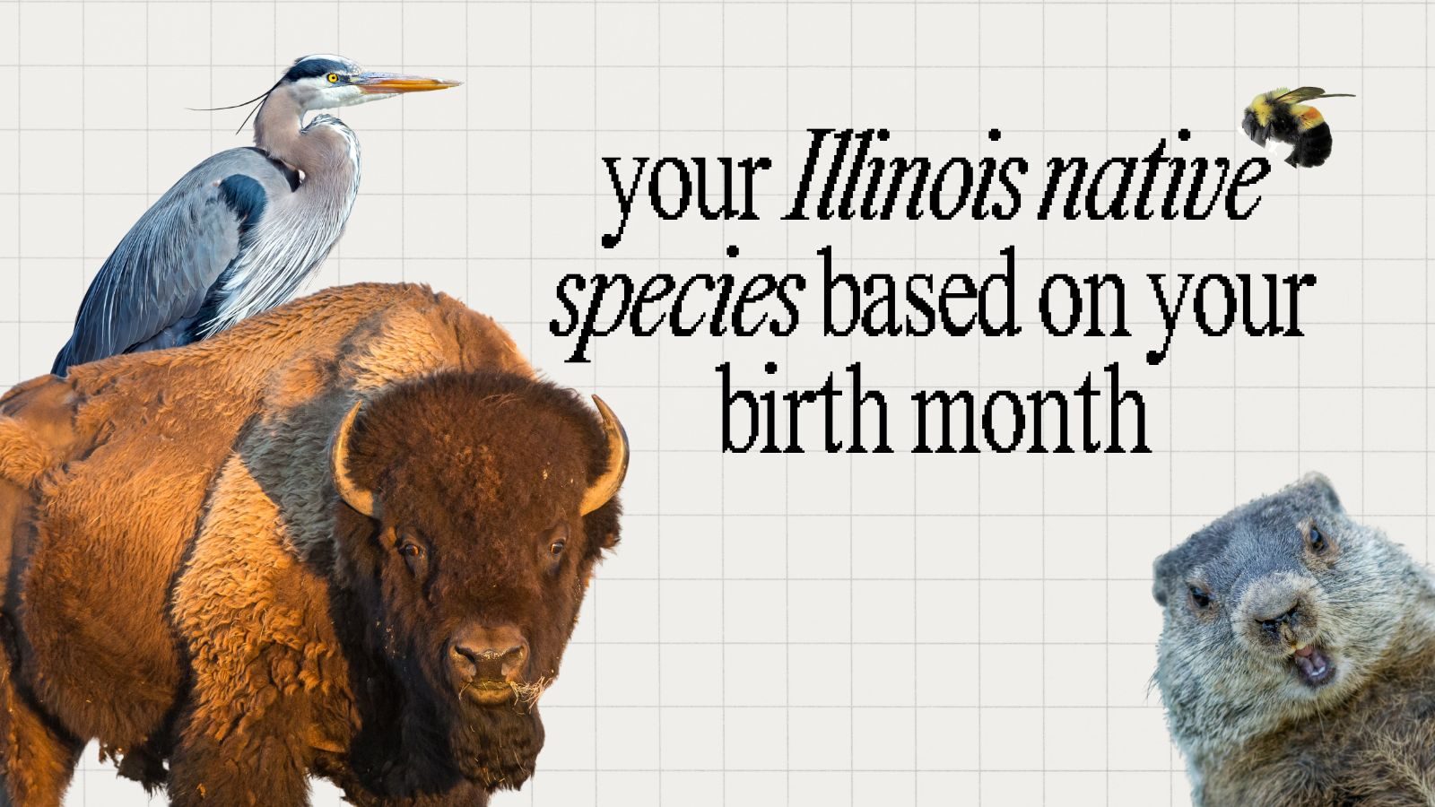 2026_IEC_CritterBlog_Featured