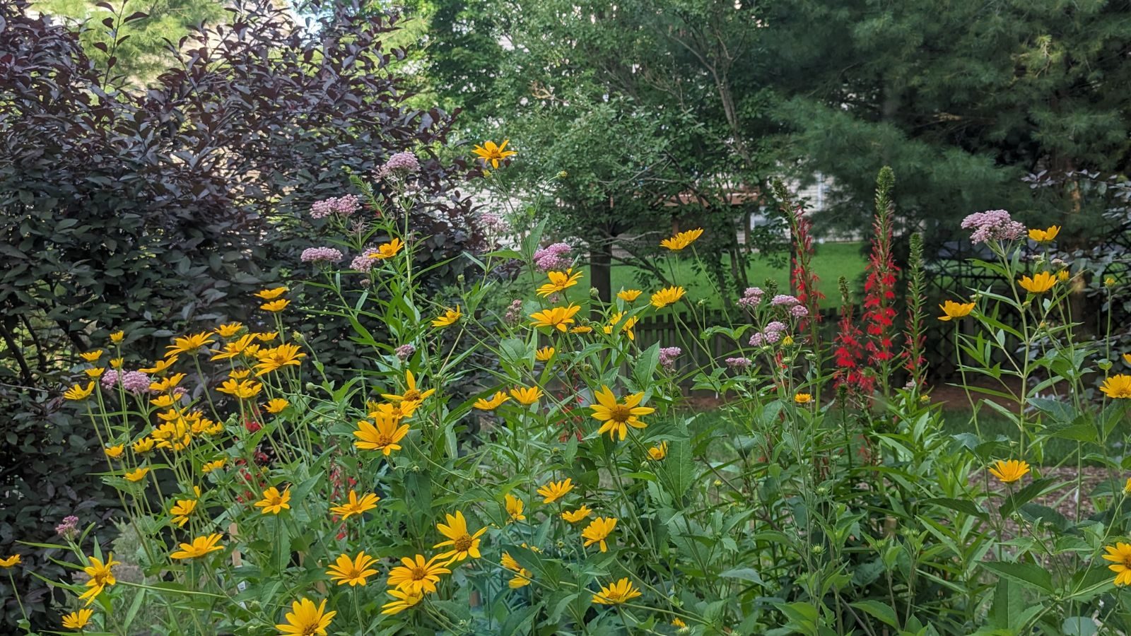 Homeowner's Native Landscaping (1)