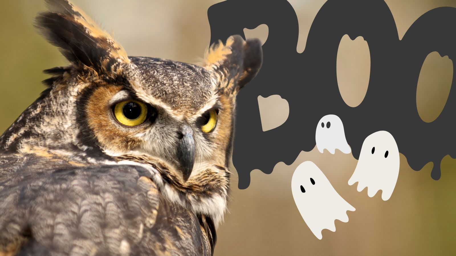 Keeping Our Eyes on Invasive Species This Halloween