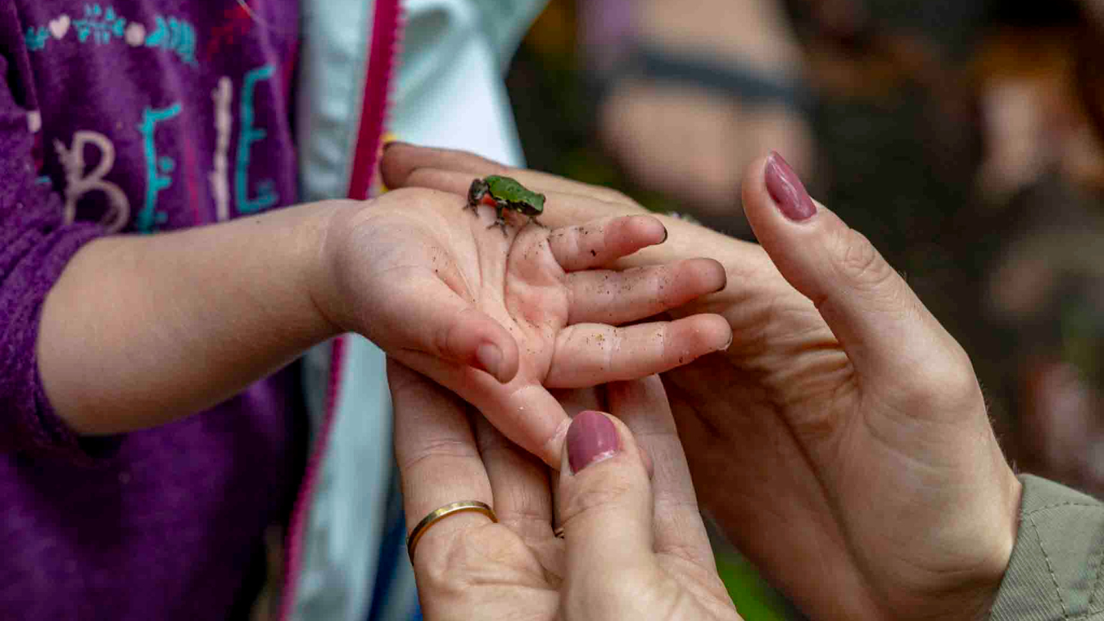 The Environment is On Your Ballot