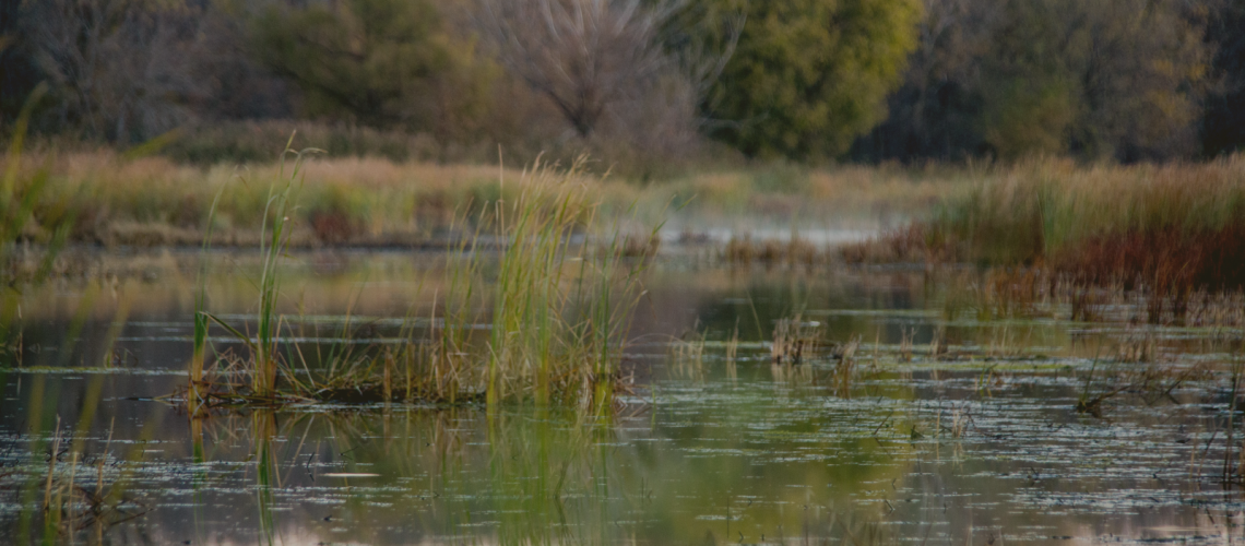 Wetlands are in Danger