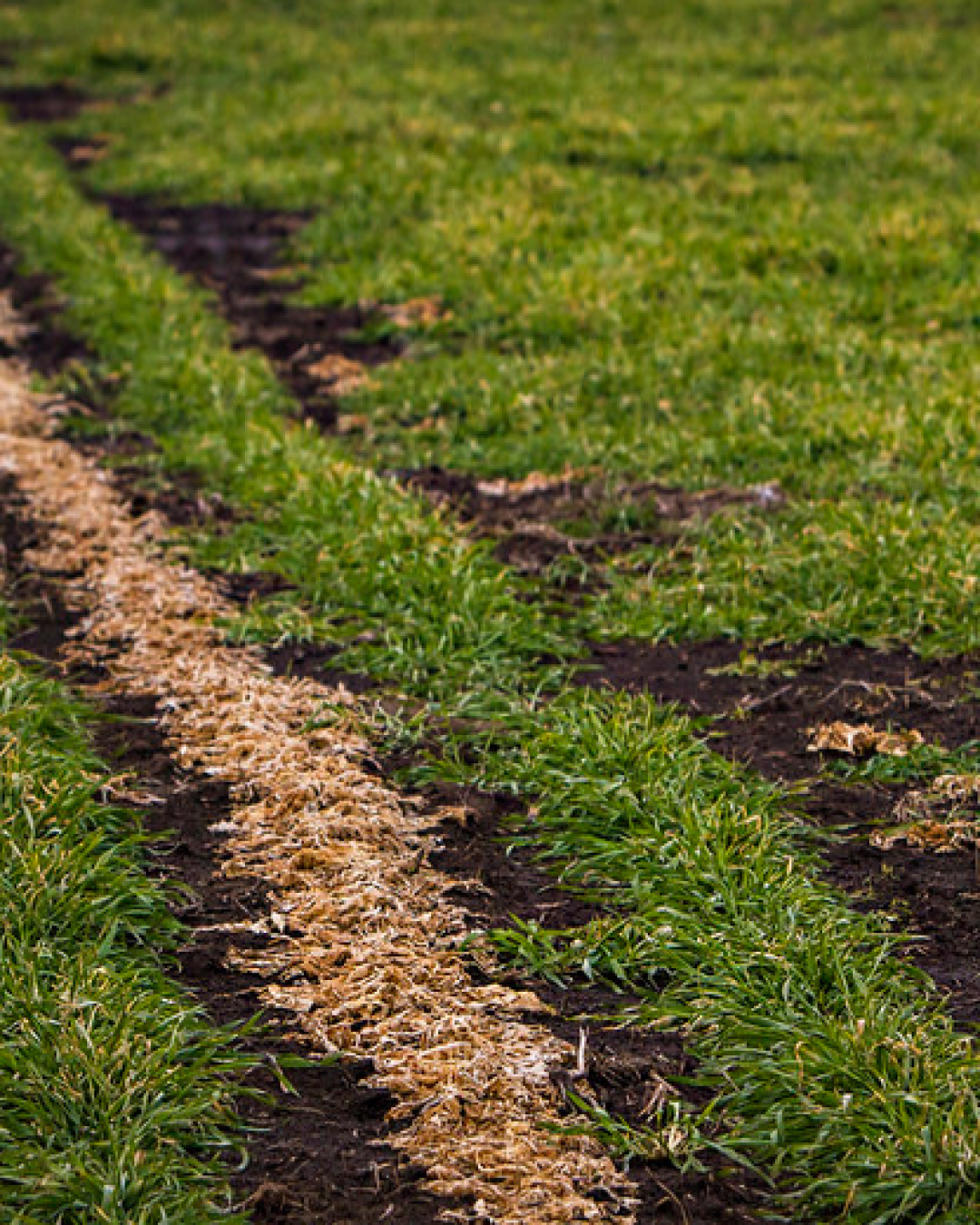 cover crop, credited