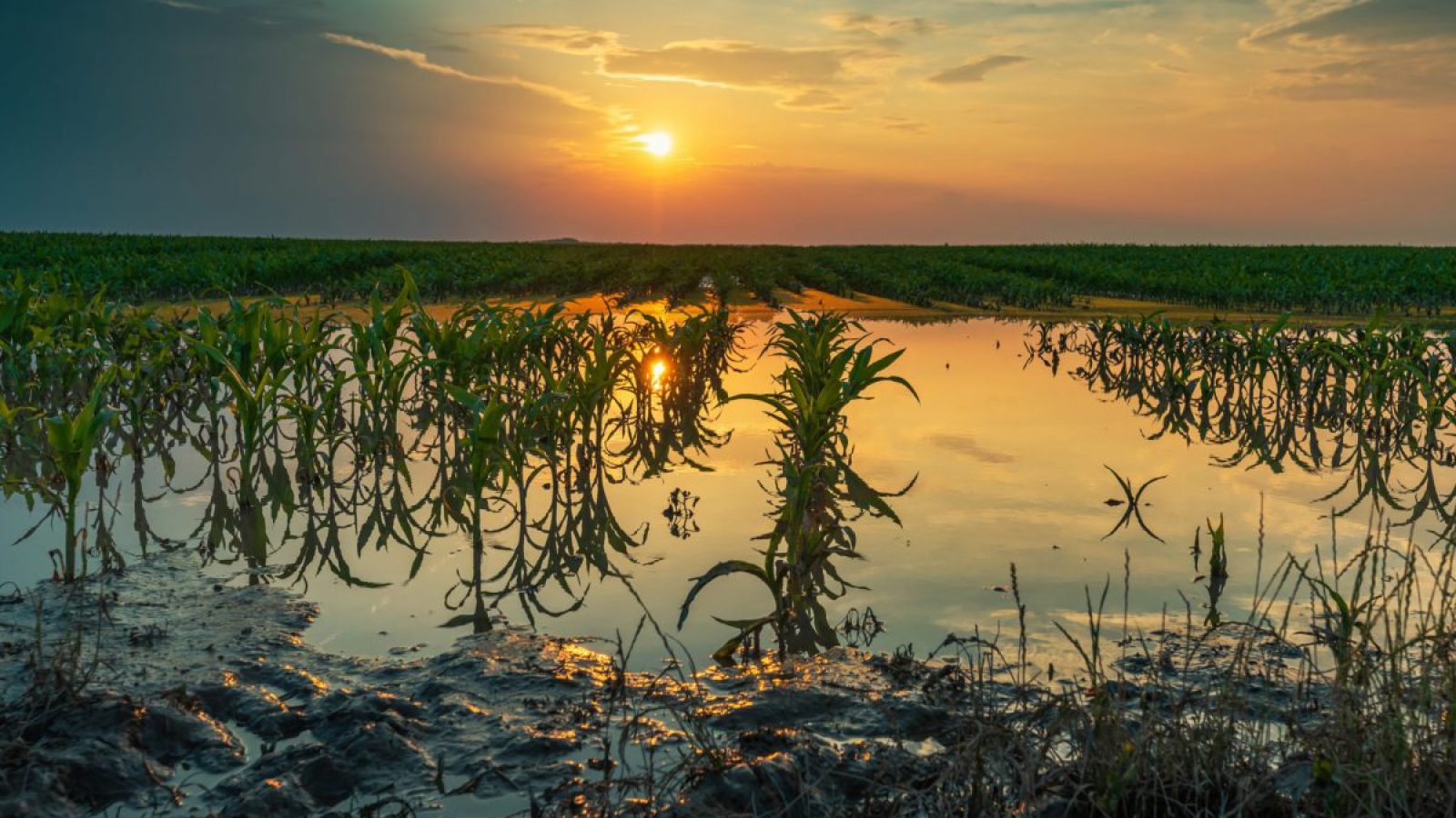 flooded_field flooded_field