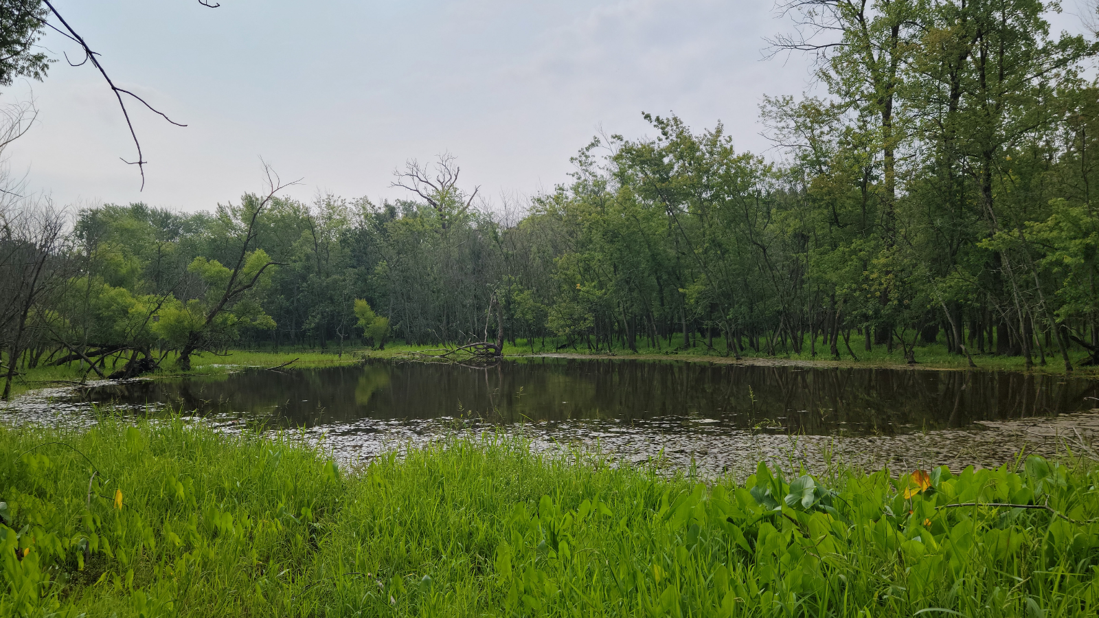 labaugh woods labaugh woods